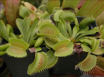 VFT x 'Big Jaws